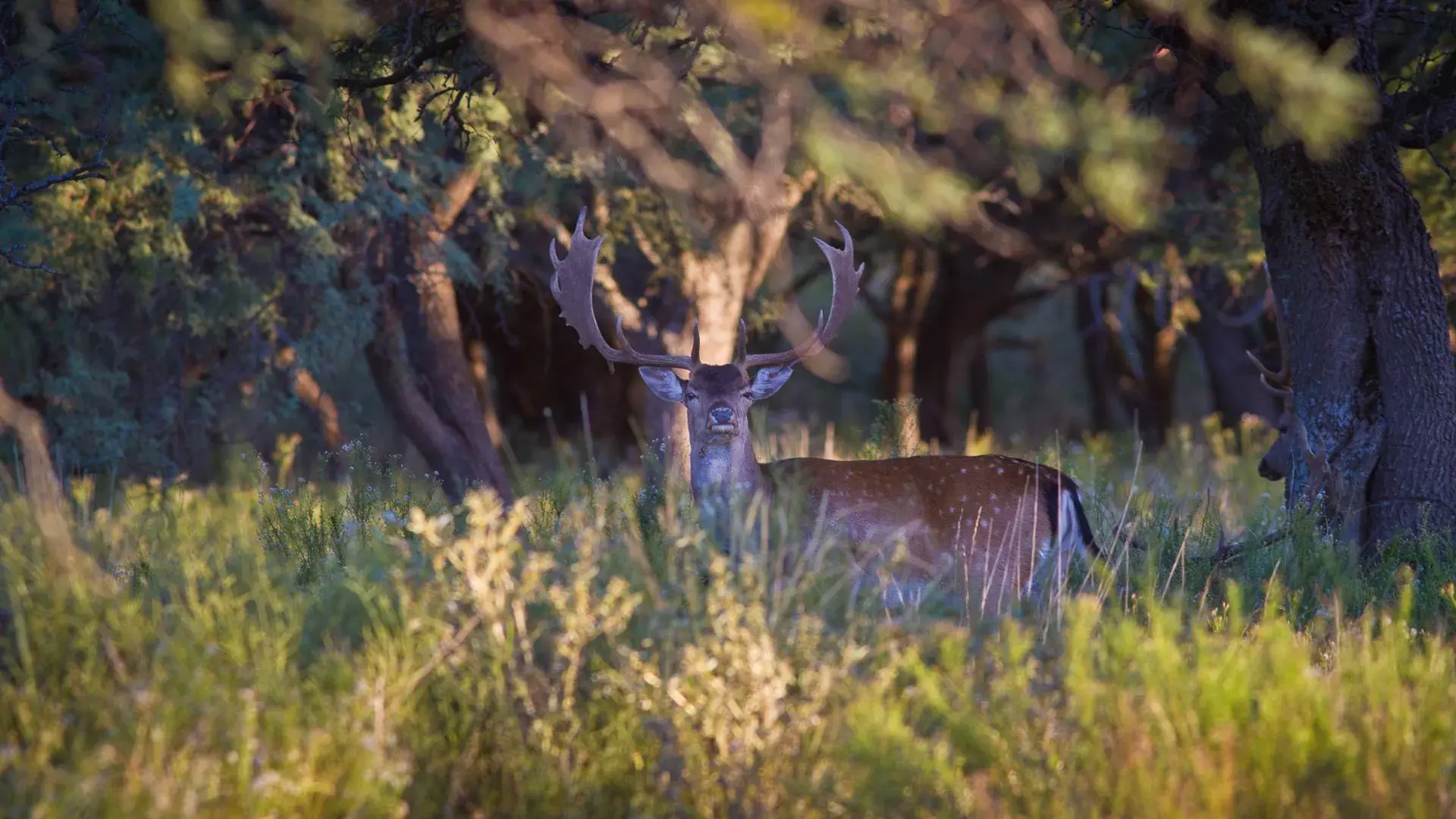 Axis Deer Hunting