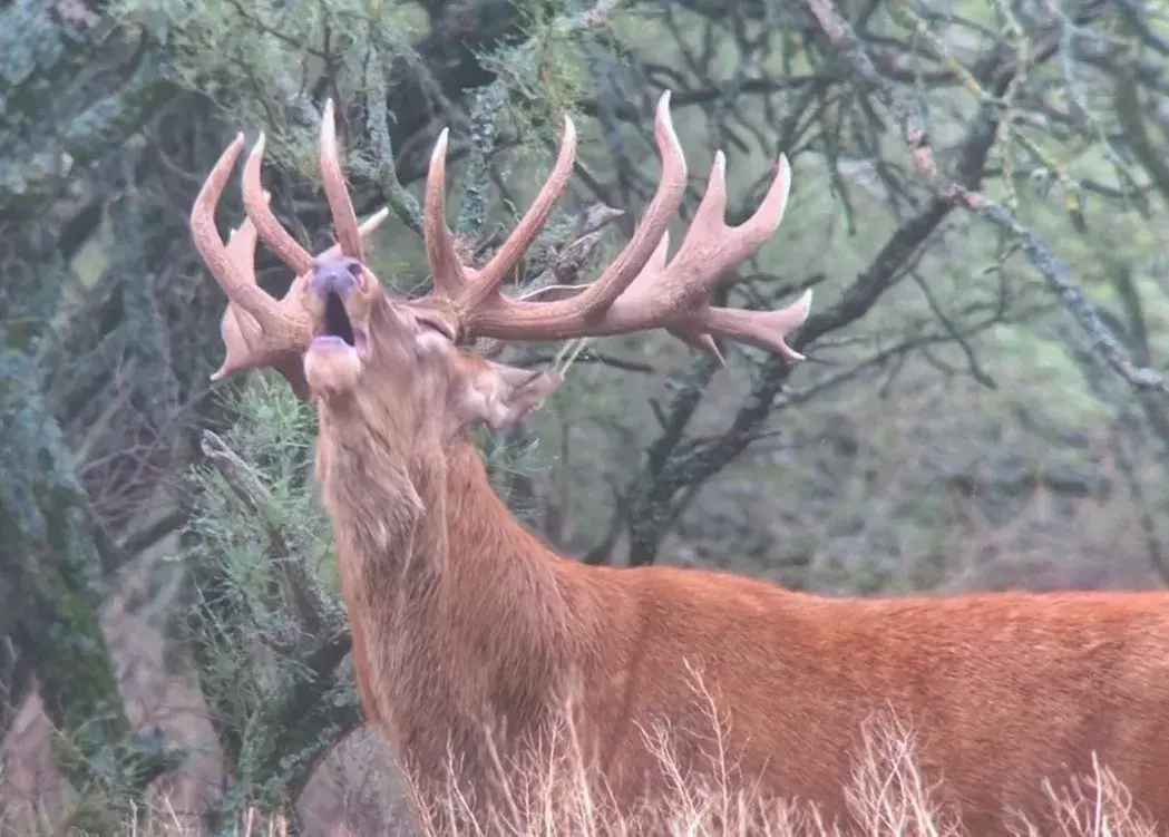 Red Stag Roar Gallery